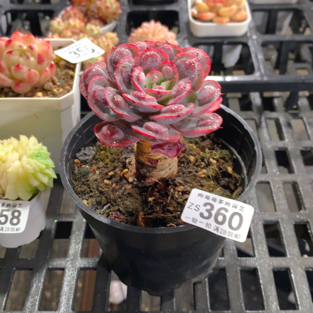 肉萌萌拇指盆精控多肉ZS360