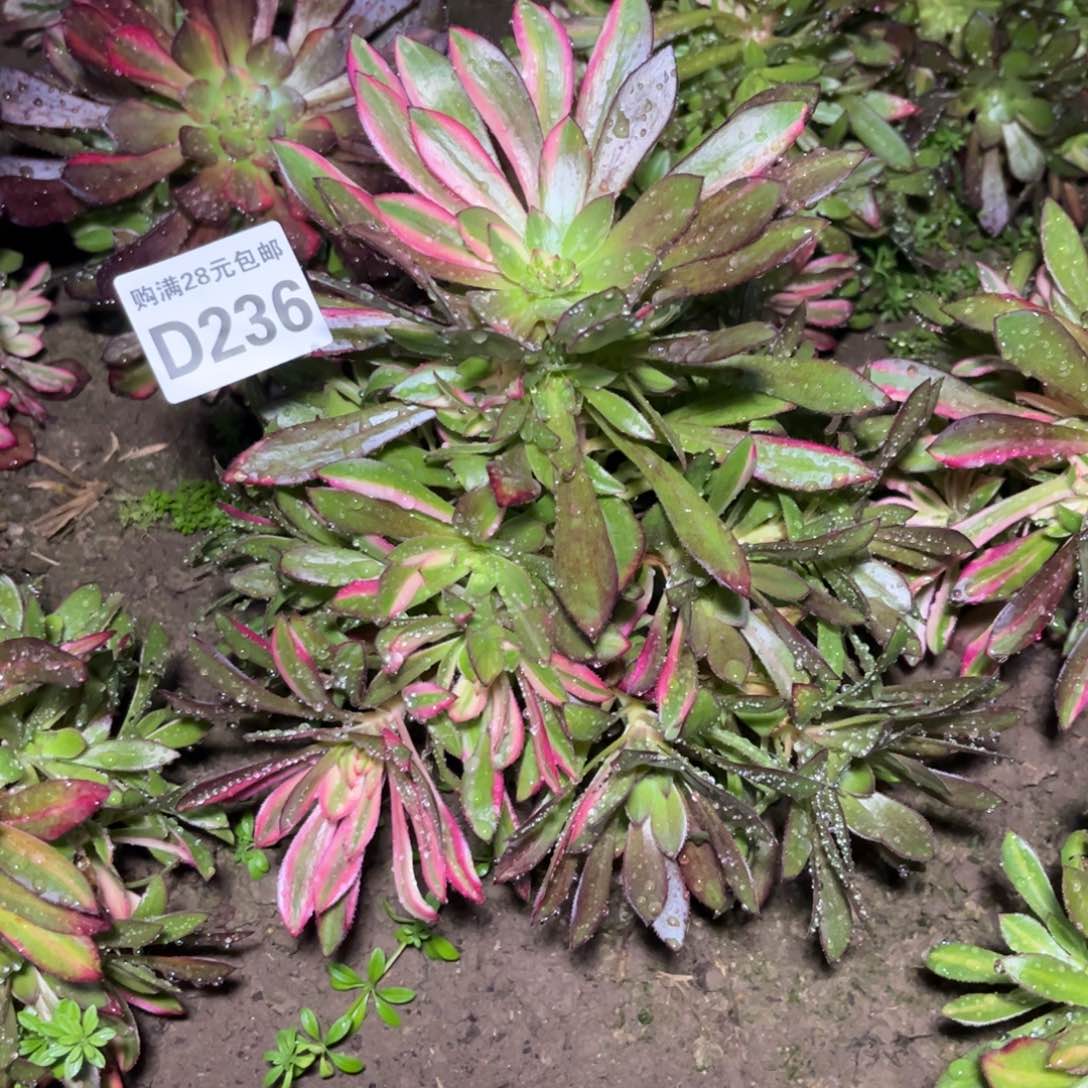 236多肉植物灰法师七彩