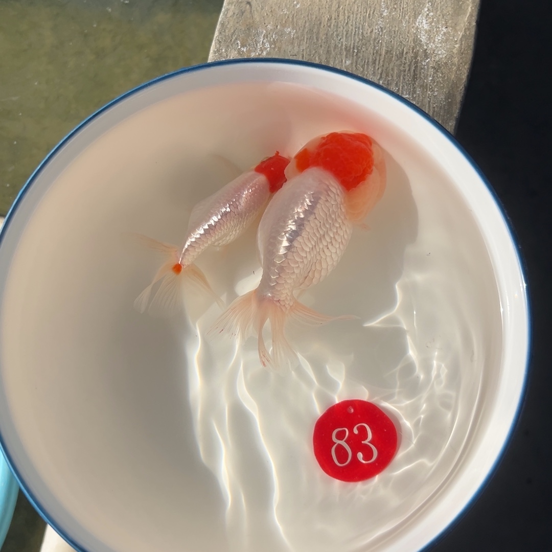 金鱼83号。虎30。鹅20