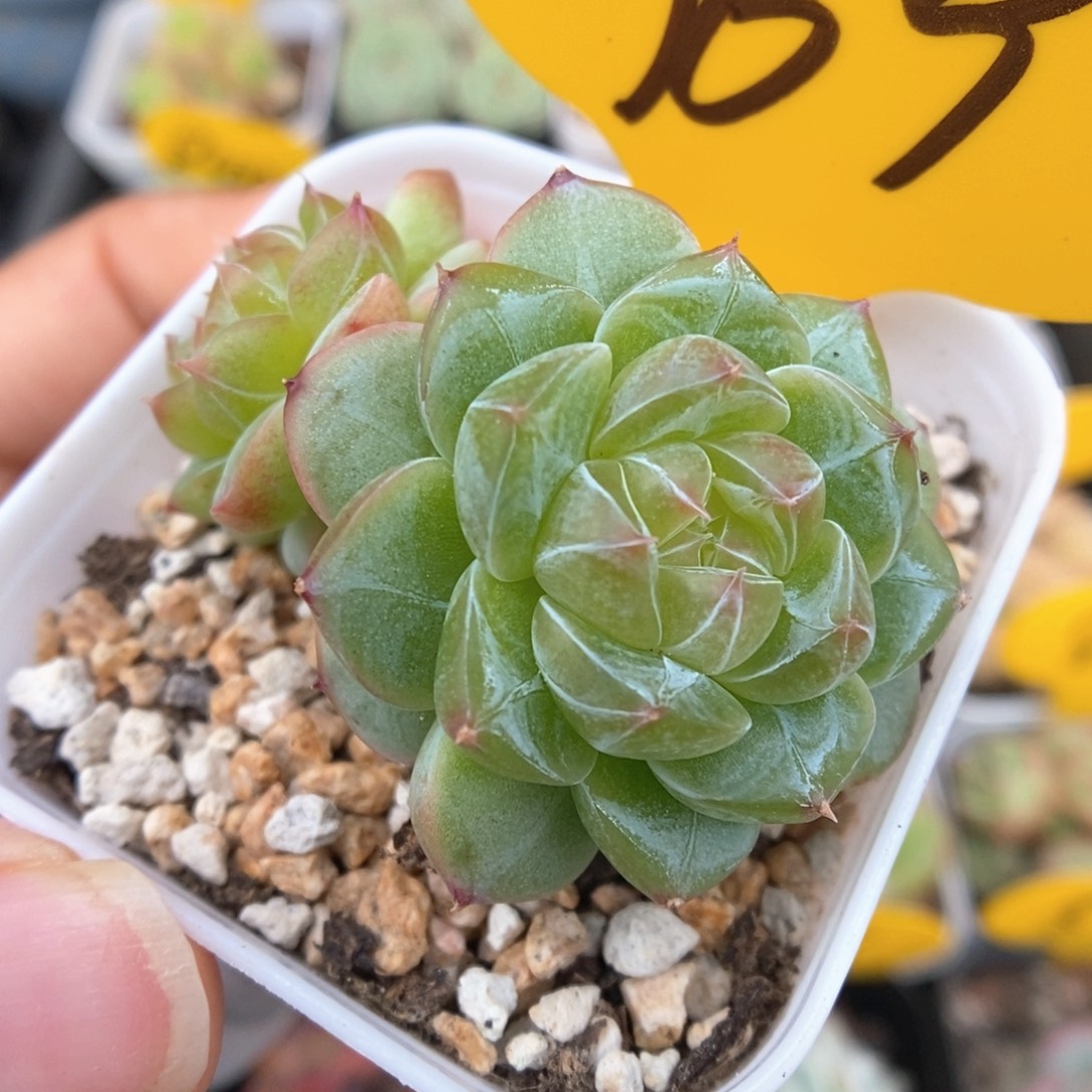 x8钻心珍妮769号。  