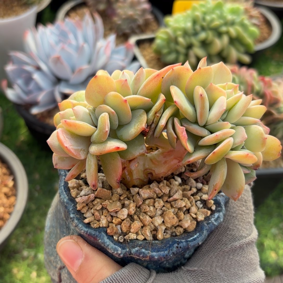 白凤缀多肉888888888885