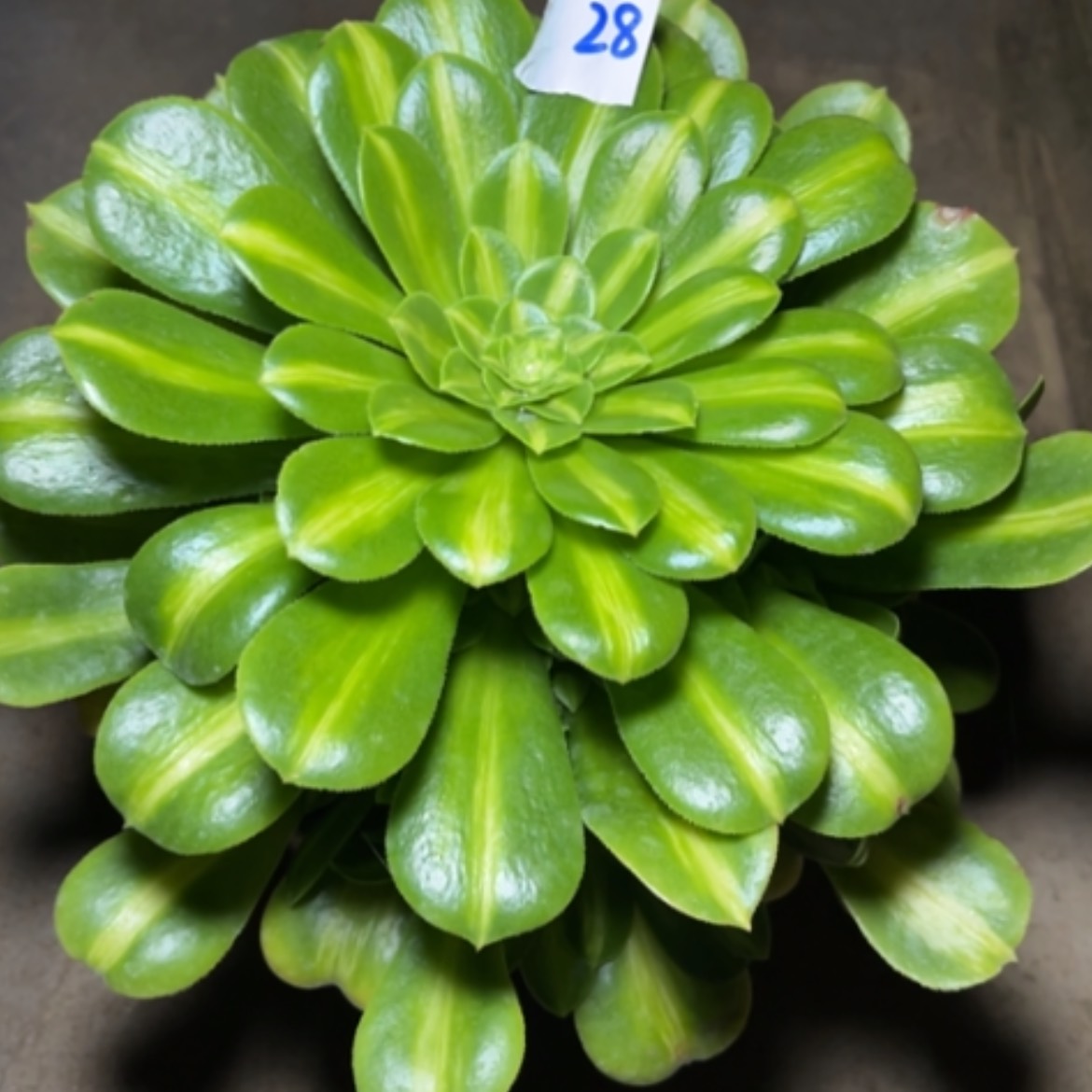 【闪购商品】28.8翡翠琉璃多肉法师