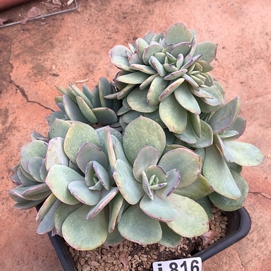 白凤缀化816 亏本处理不退不换7-8天发货