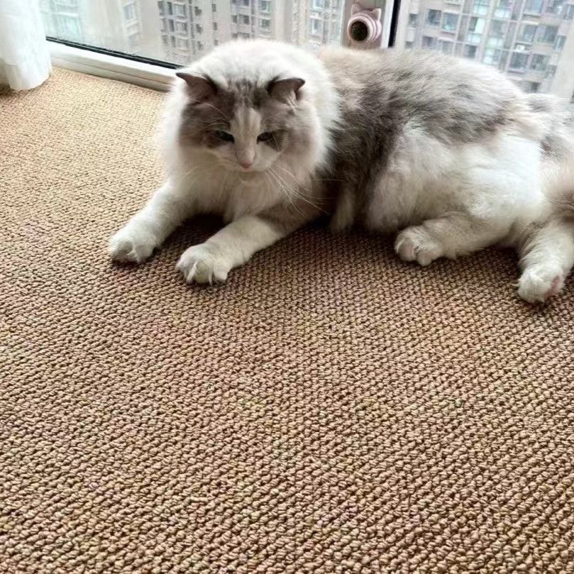 菠萝圈仿剑麻客厅卧室地毯猫抓板茶几卧室床边地垫耐用耐磨
