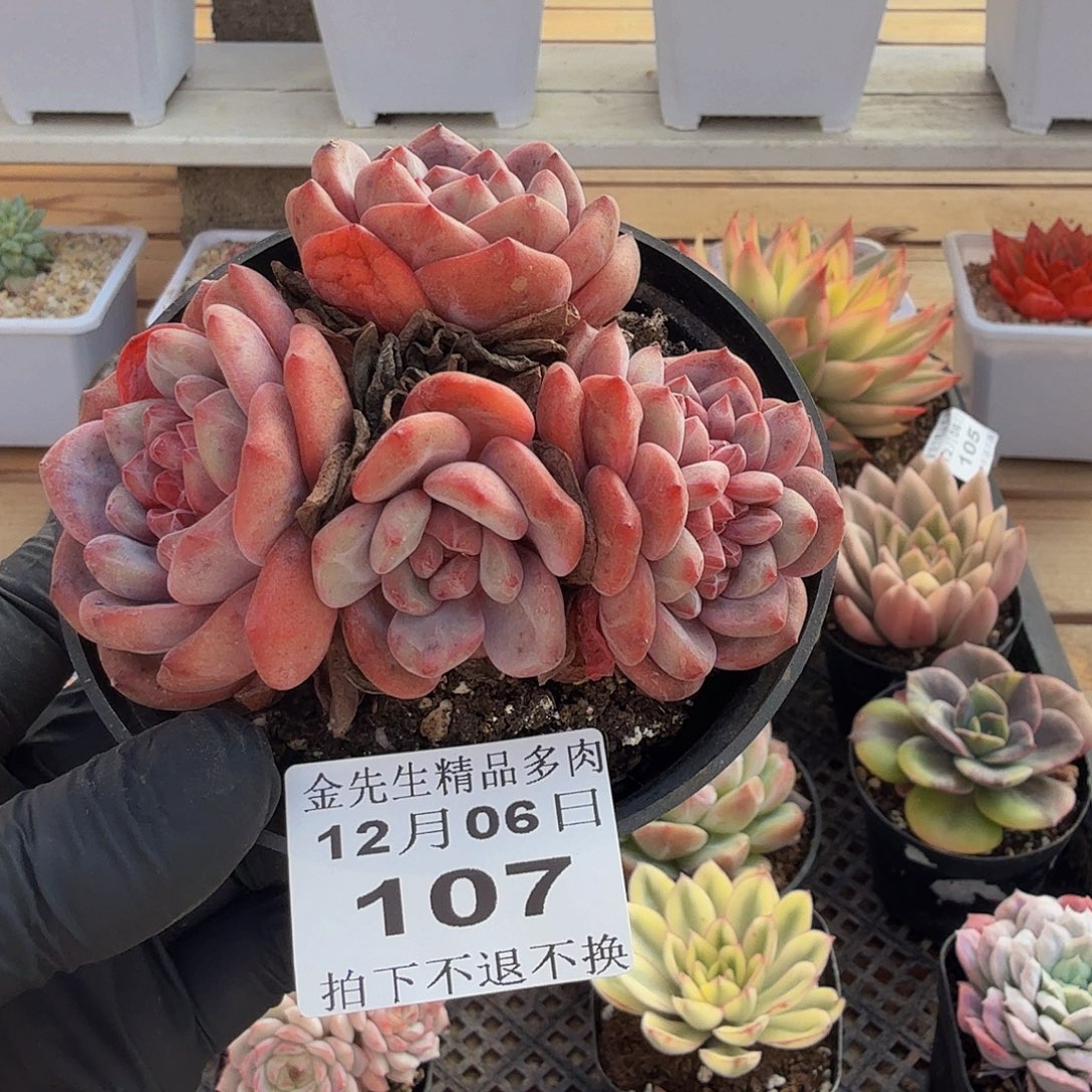 1206-107爱丽儿群带缀