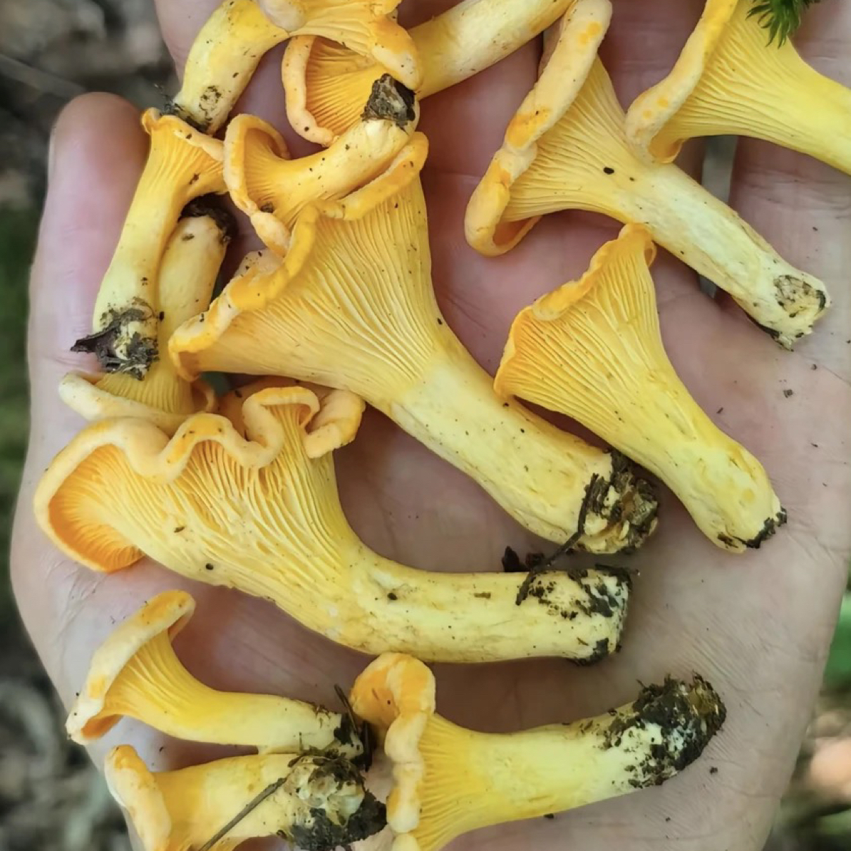 大巴山野生鸡油菌黄丝菌（干货）