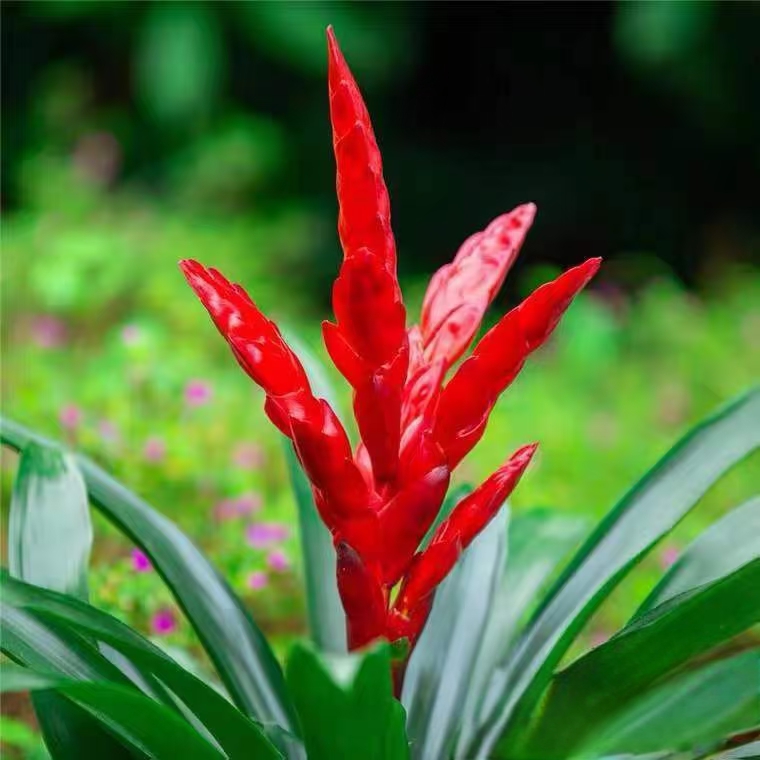 卡丽 鸿运当头 年宵花 汉江路花店 同城派送