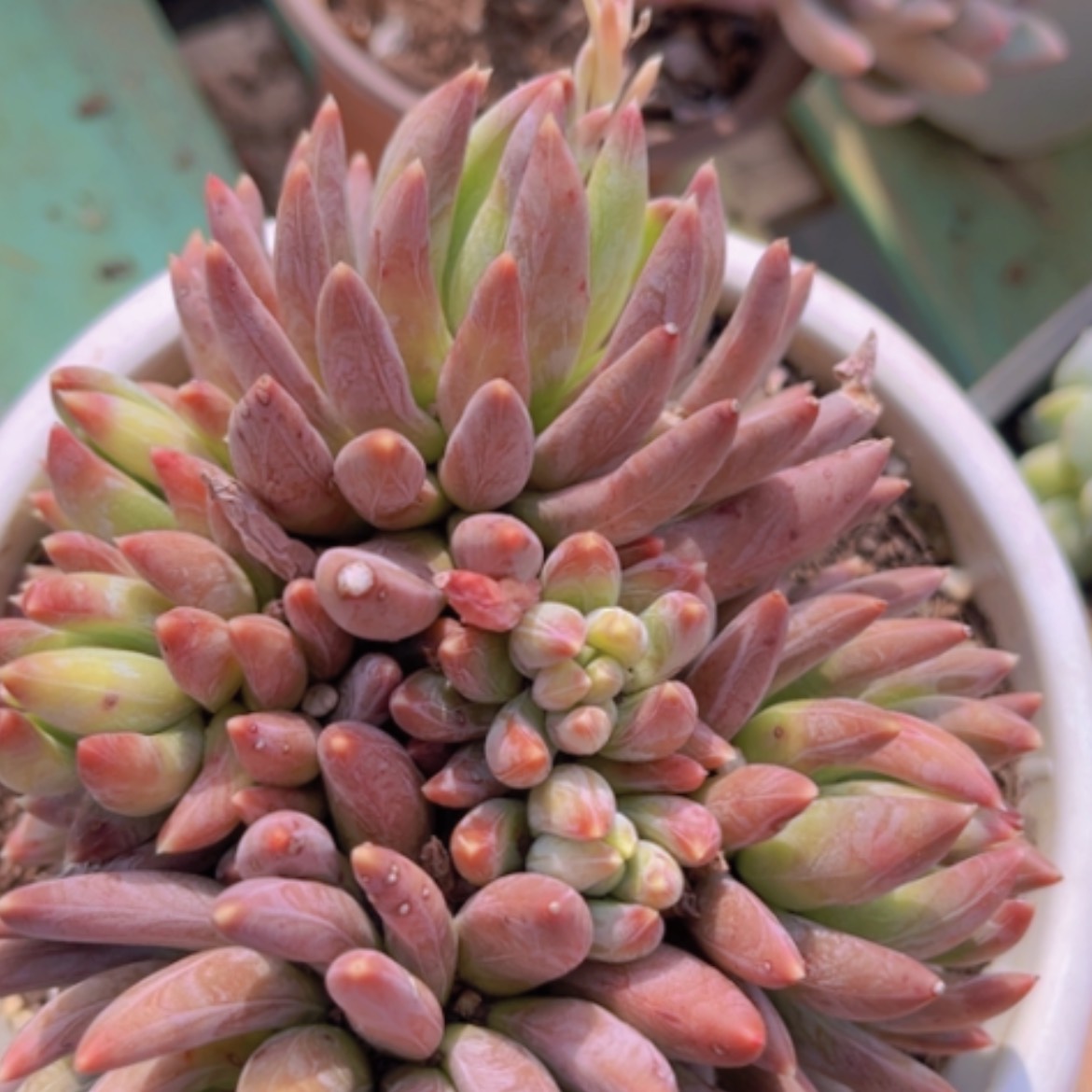 【闪购商品】炫彩星24182 