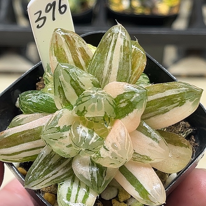 396多头大窗玛琳玉露锦