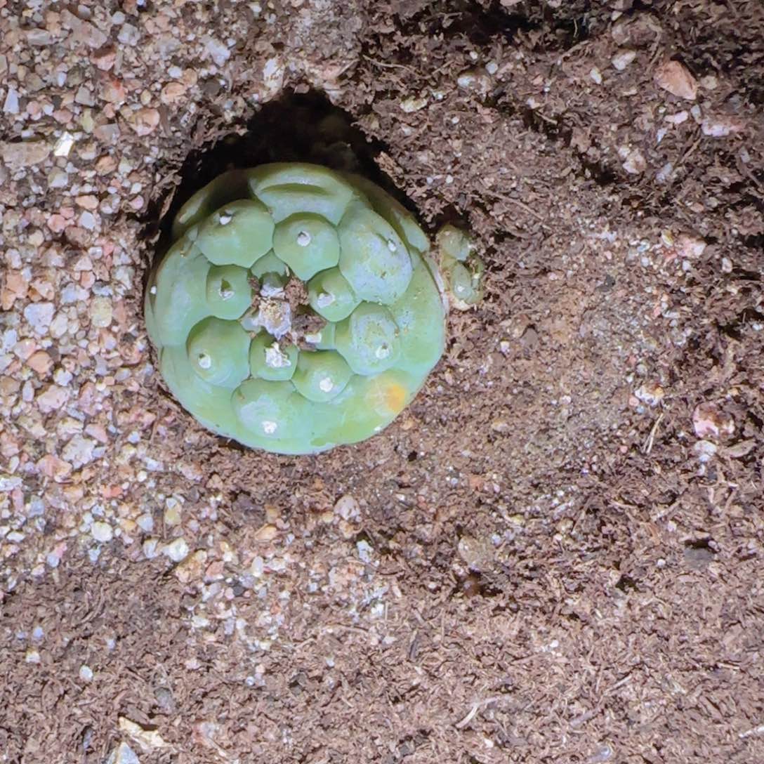 宝*熊块根植物块根植物