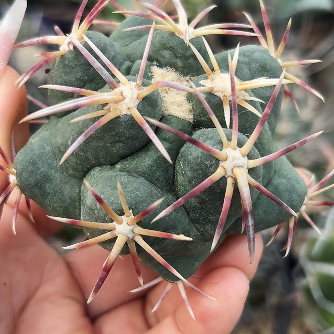 大红鹰有根仙人球66666666