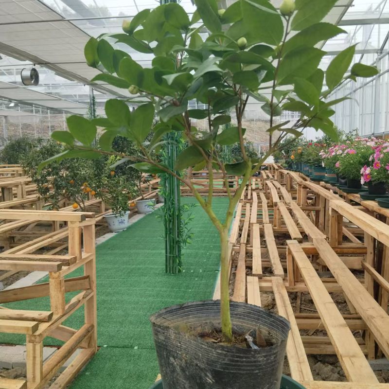 带盆 带花苞小盆重瓣香茶花