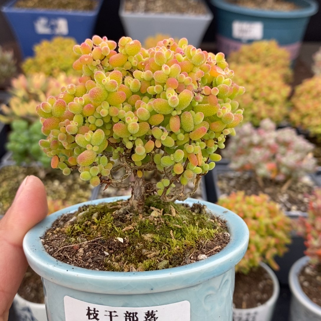 华***女652金桔糖球 。     