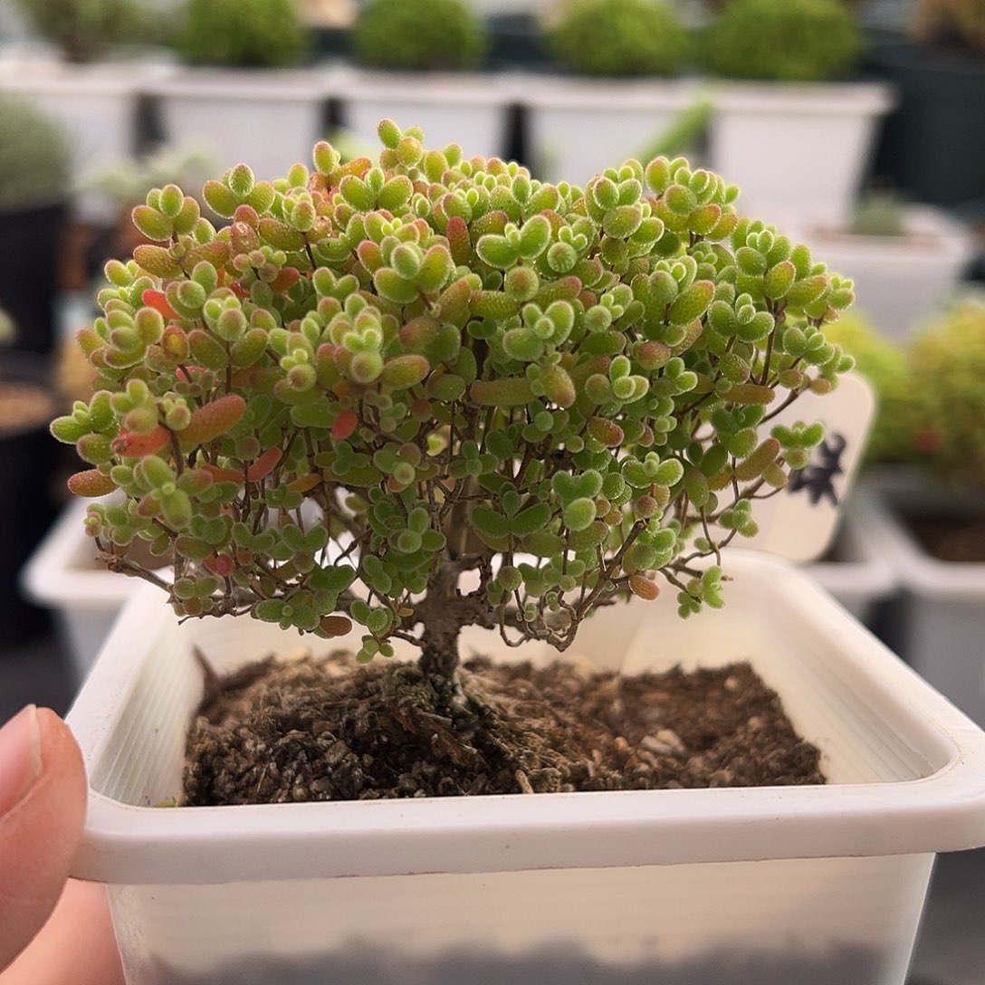 50号密橘糖球12.25多肉