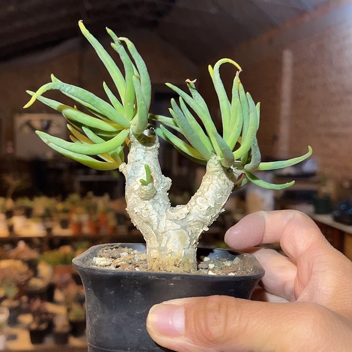 满38包邮2天凑单，脱土晾根发货多肉植物万物想