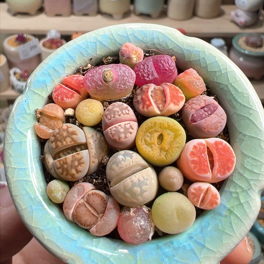 多肉植物262号彩色