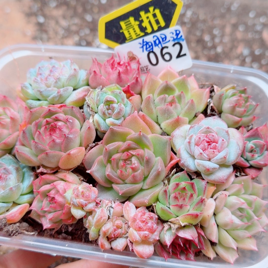 多肉植物多肉植物