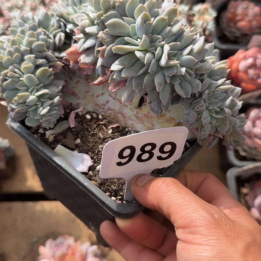 渃***989白茶缀化一个一物一拍