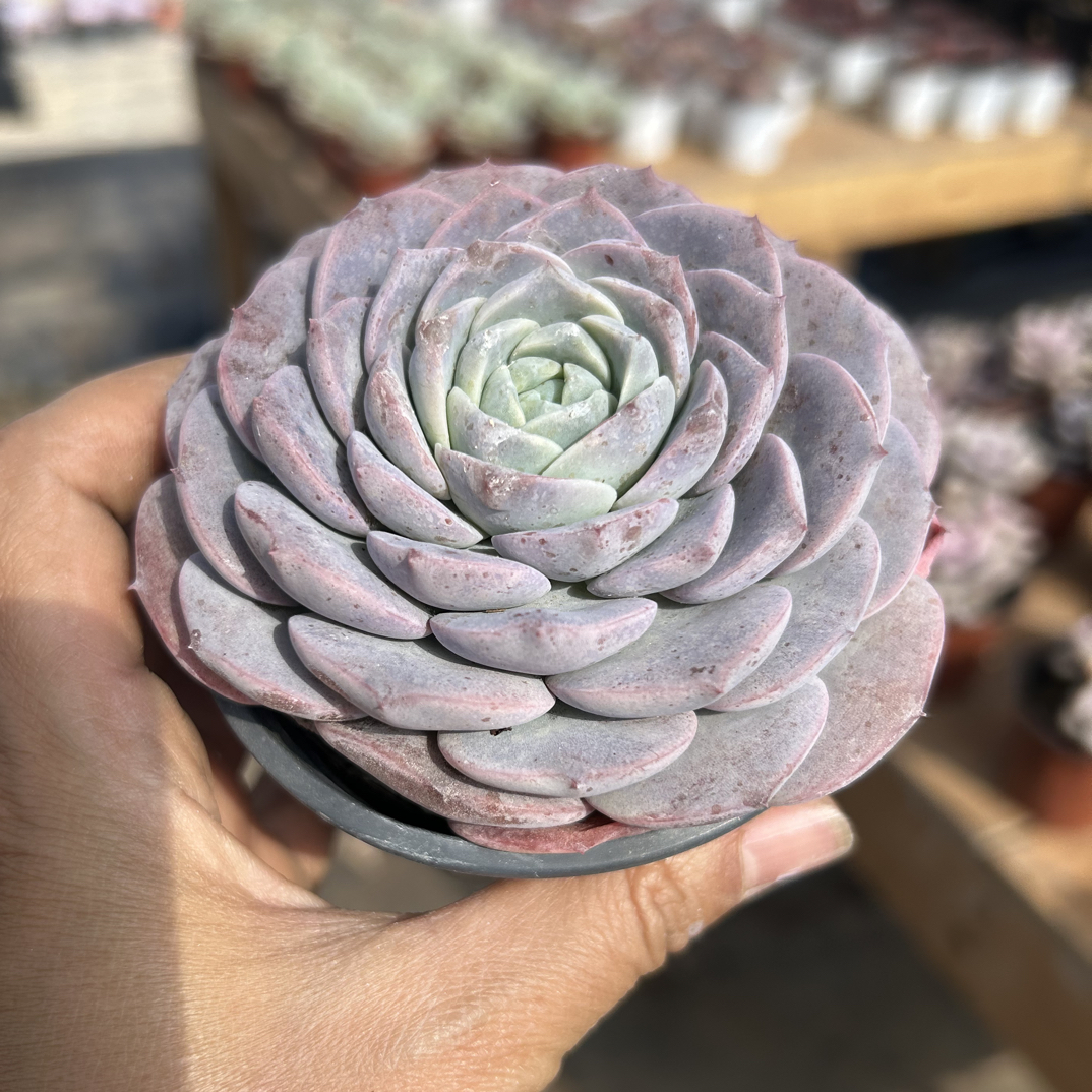 恩宠多肉植物   全场满16.8包邮，实物以直播展示为准