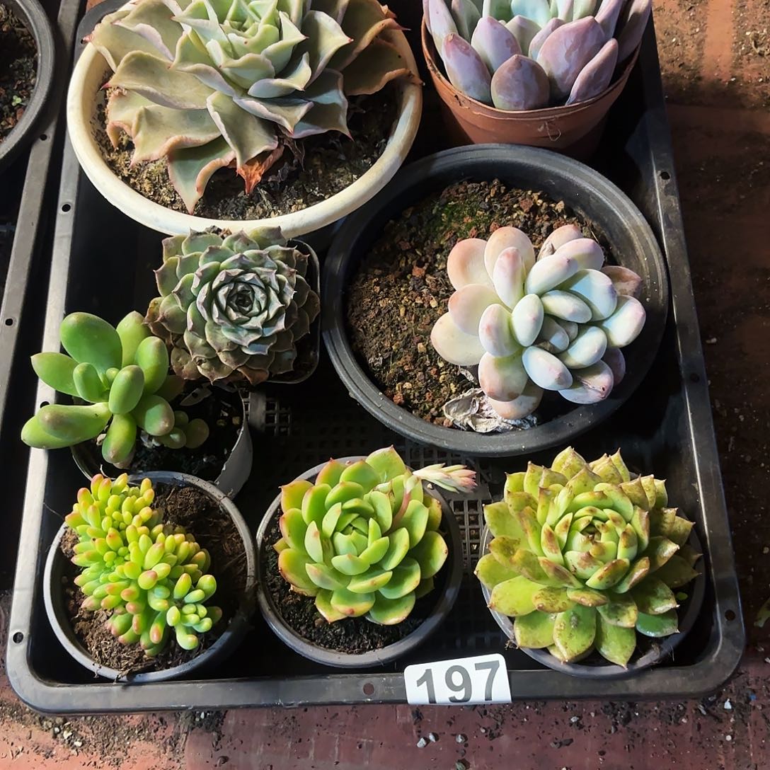 要多肉植物要九七号
