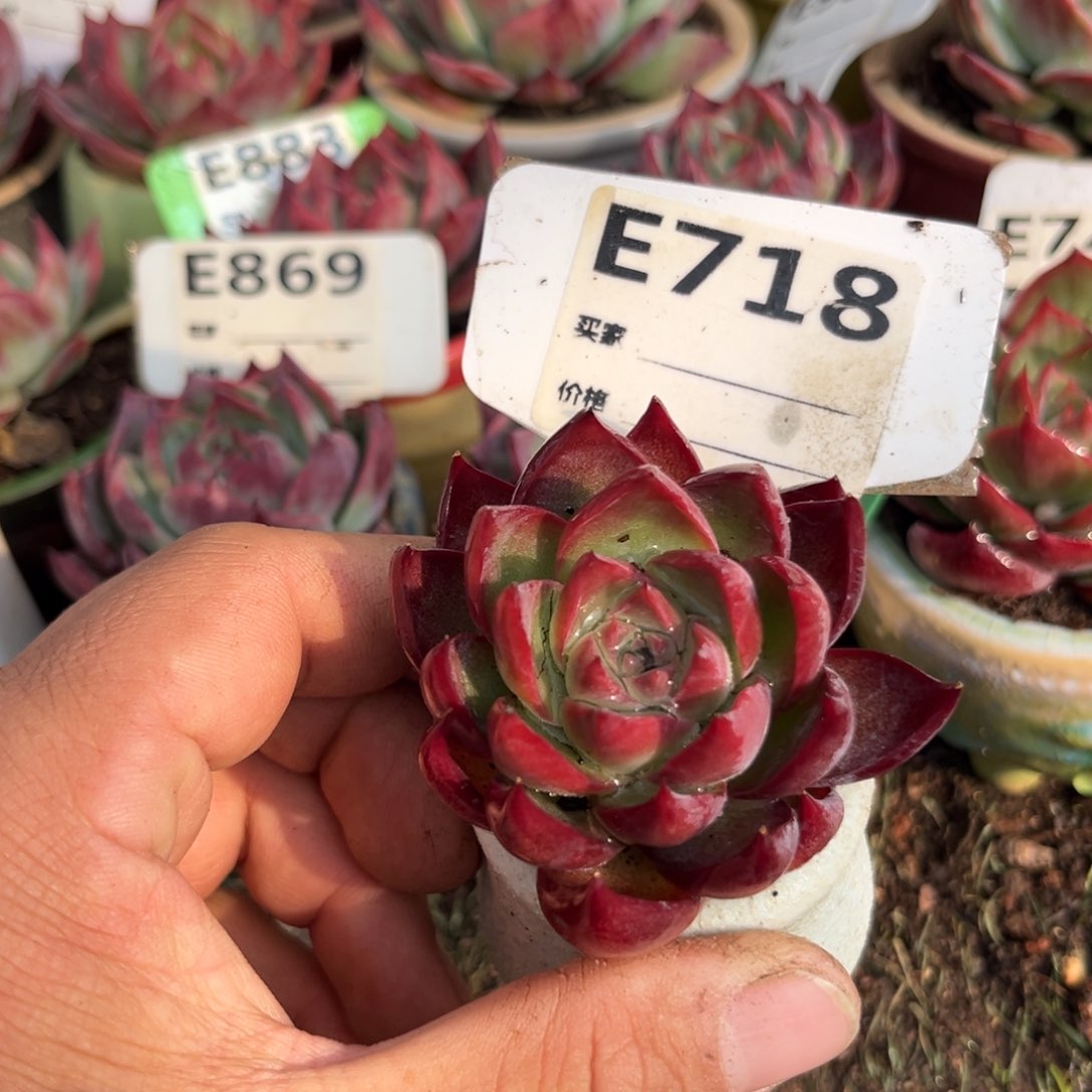 惊鸿一瞥718号多肉