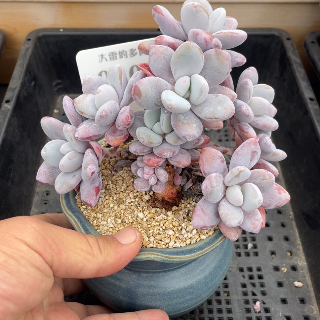 0205粉兔不带盆14厘米