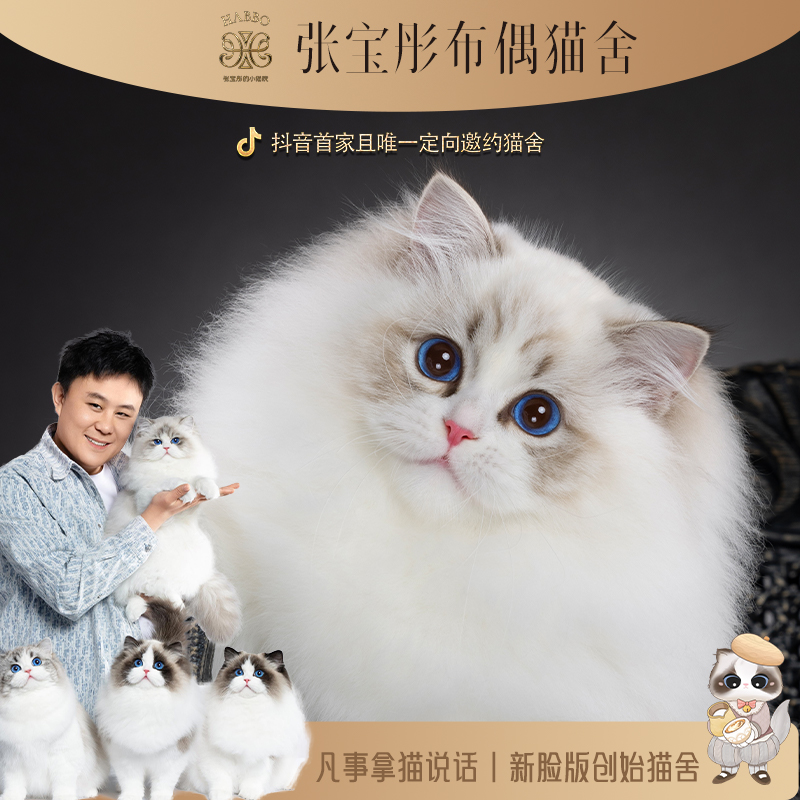 张宝彤布偶猫舍茉莉妹妹 | 新脸版布偶猫创始猫舍