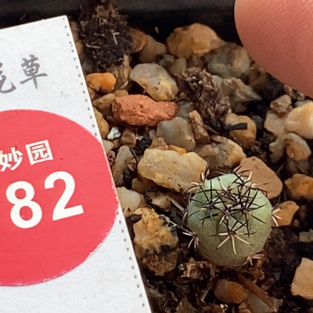 实生大尤帝王丸0.9cm