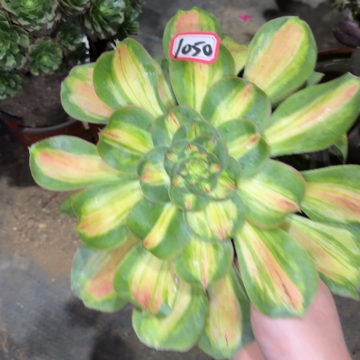 一物一拍法师暴君1050多肉