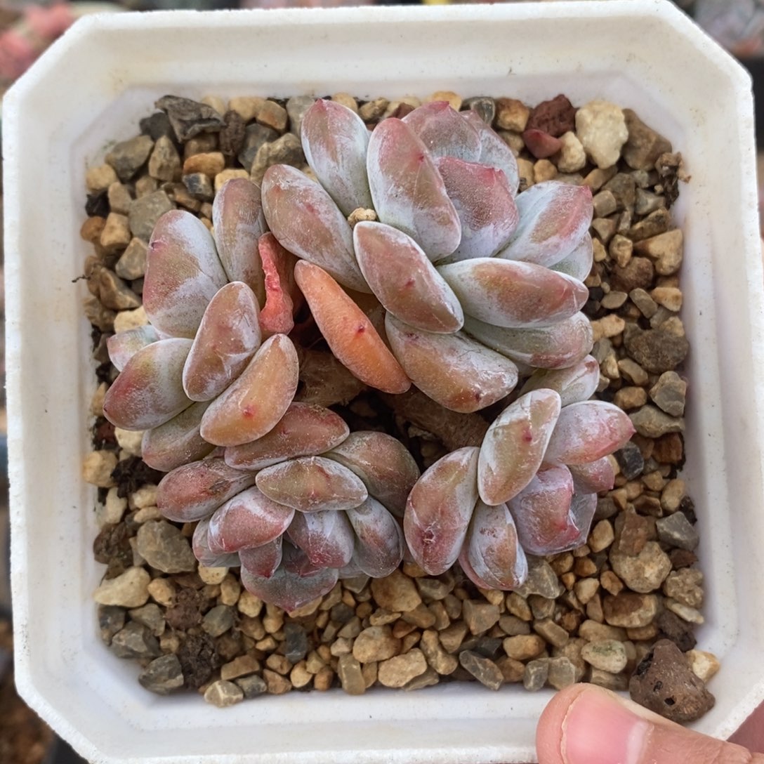 四头红皮紫心小包子
