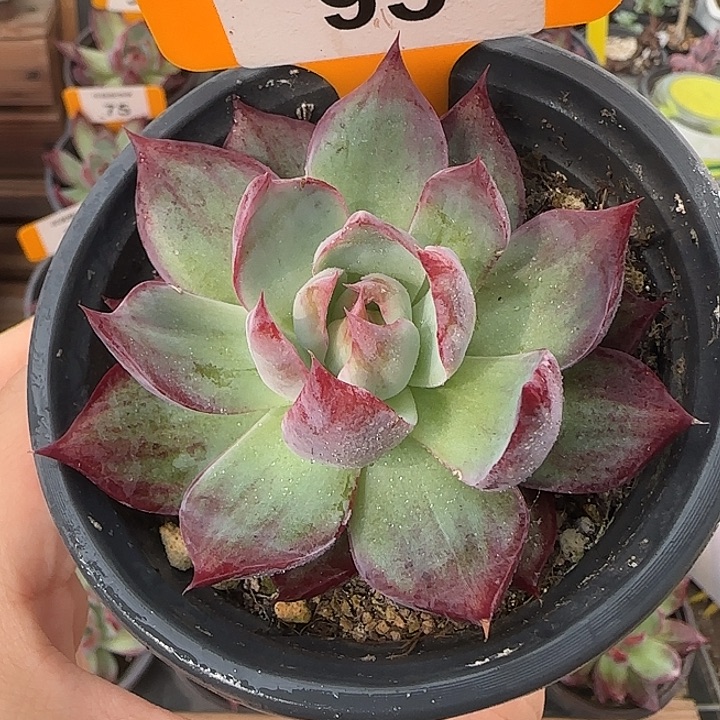 95 惊鸿仙子多肉植物