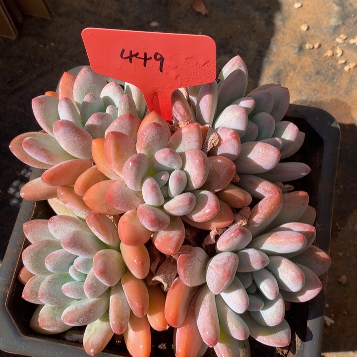 大学多日子机器72727272727