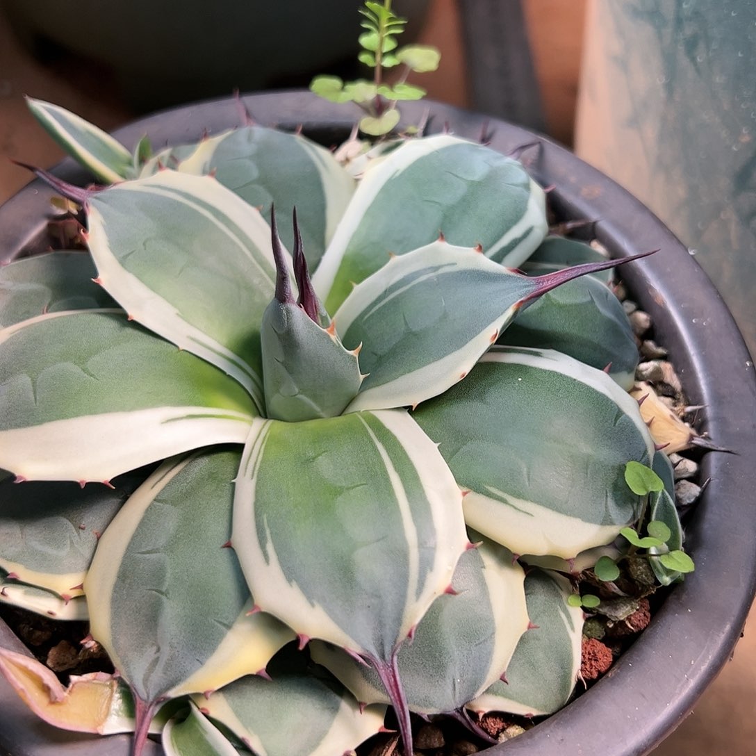 无花朵多肉植物吉祥天锦