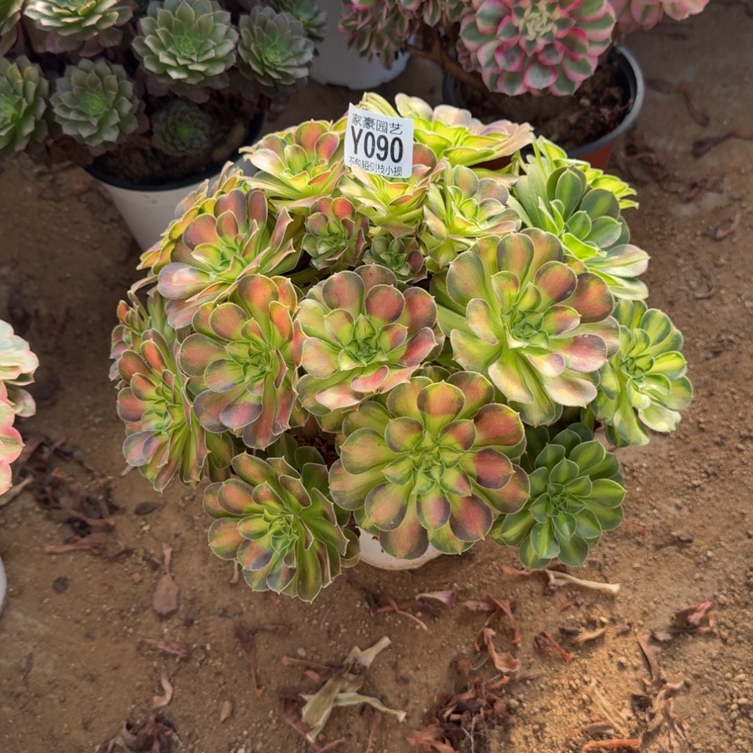 090韶华官服25左右2