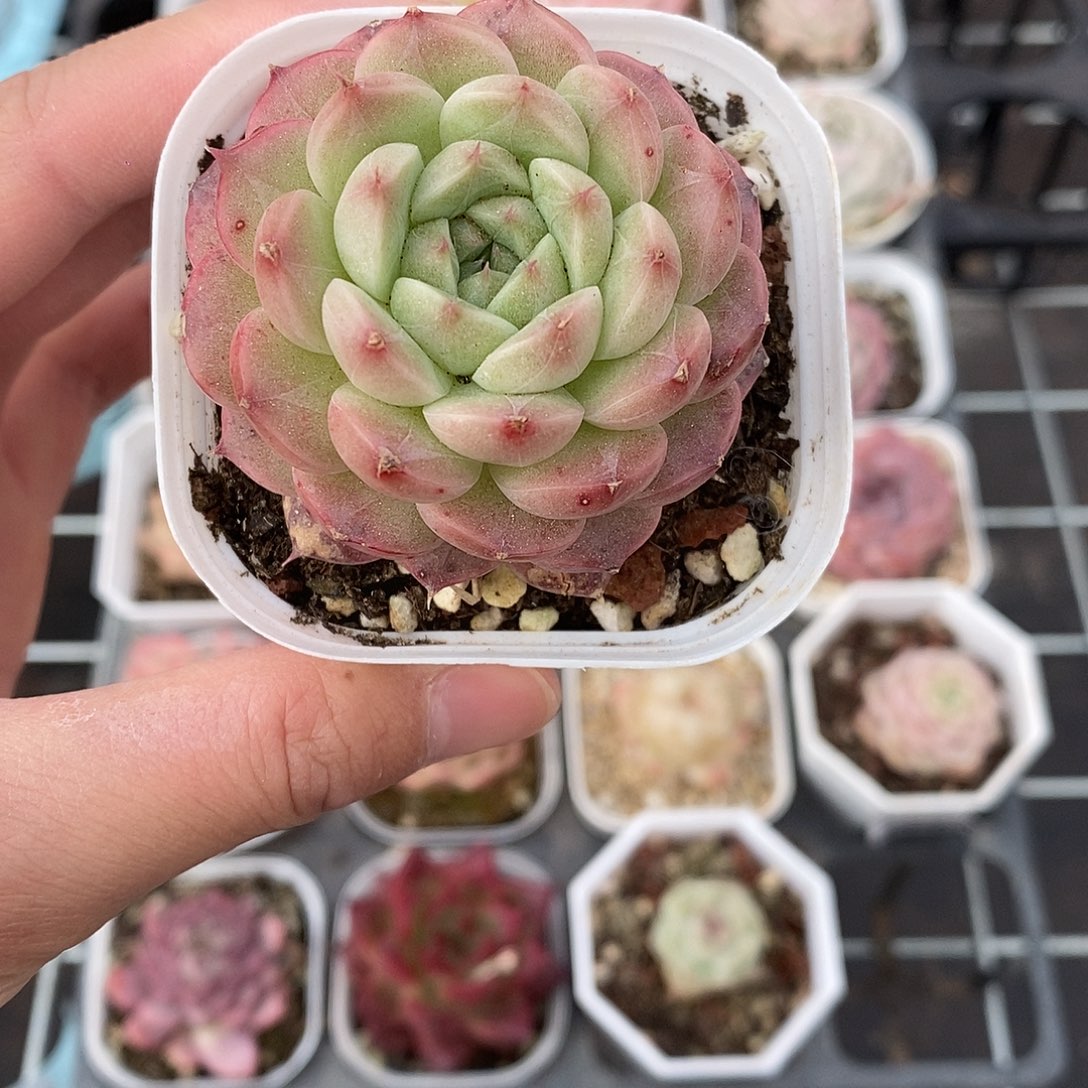 粉色的小可爱啊1