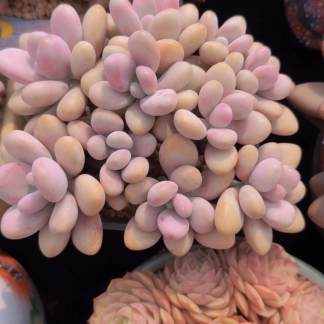 桃蛋老桩多肉一物一拍