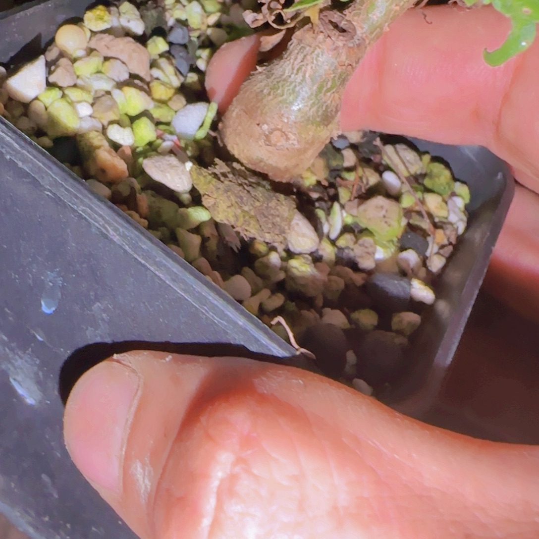 块***人块根植物块根植物