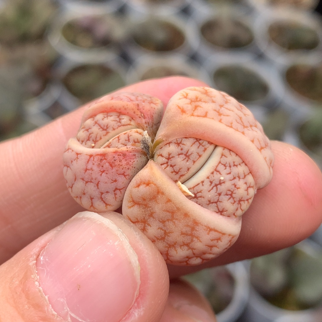 稻田189一物一拍母本