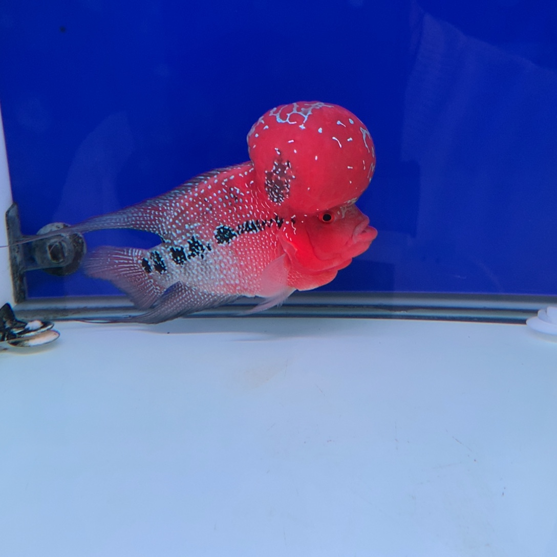 钟****海水鱼直播间罗汉鱼237