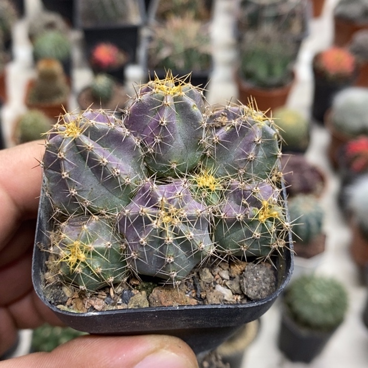 实生微刺虾特价福利2