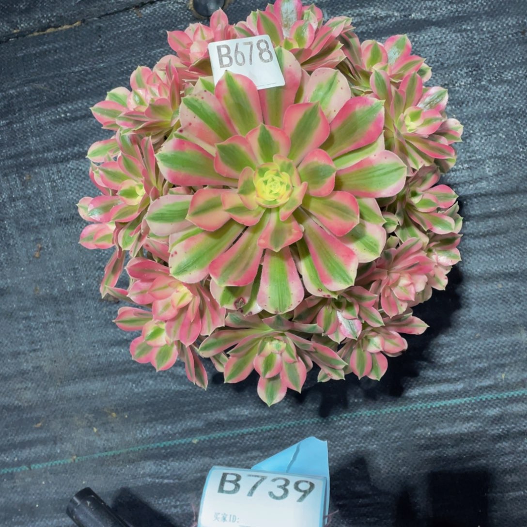 粉女巫多肉。   678