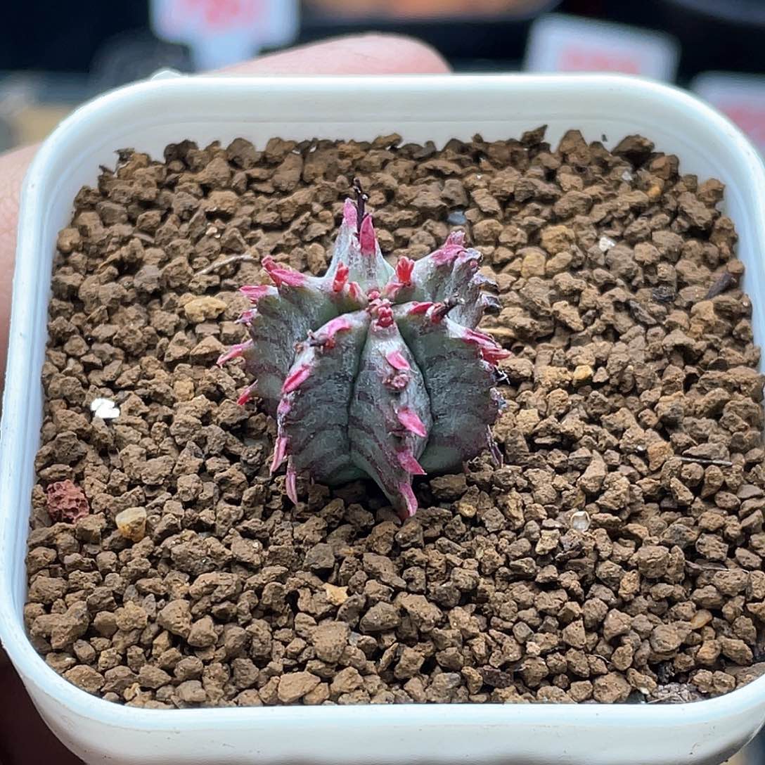 实生羽田斑马魁伟玉 致远多肉