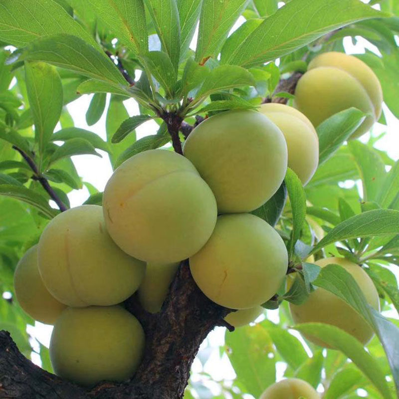 甜豆姐专属-贵州新鲜李子-空心李脱骨李现摘现发