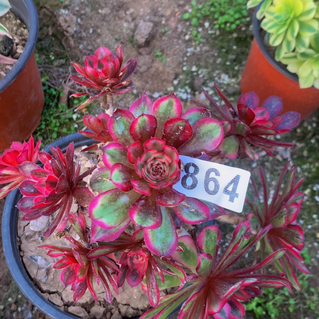 【闪购商品】864白月光多肉