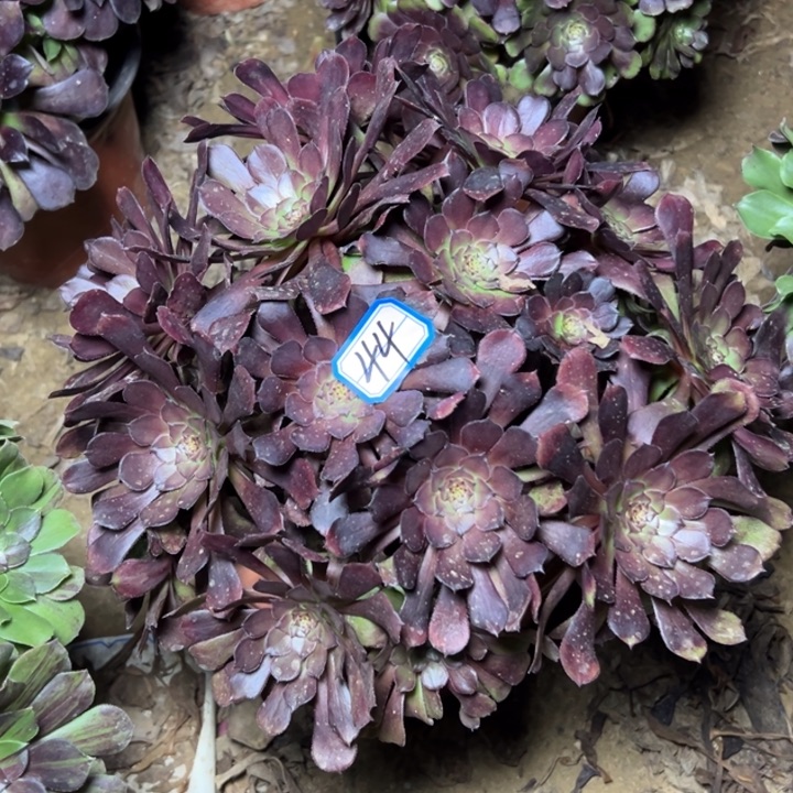 多肉植物红铜法师44