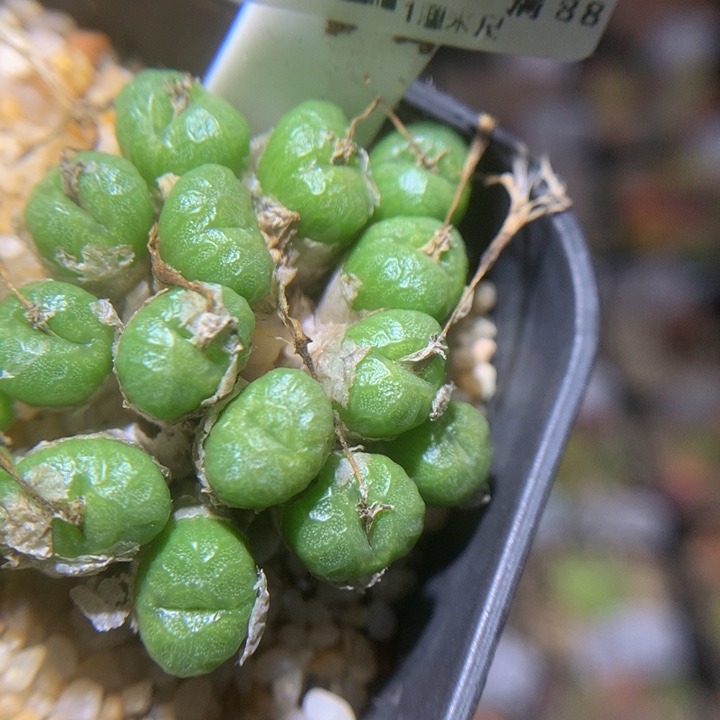 精品生石花26.192铜壶