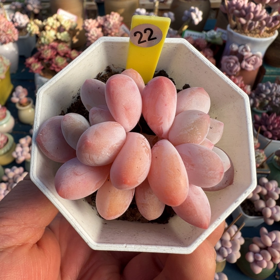 22号香水老桩无砍