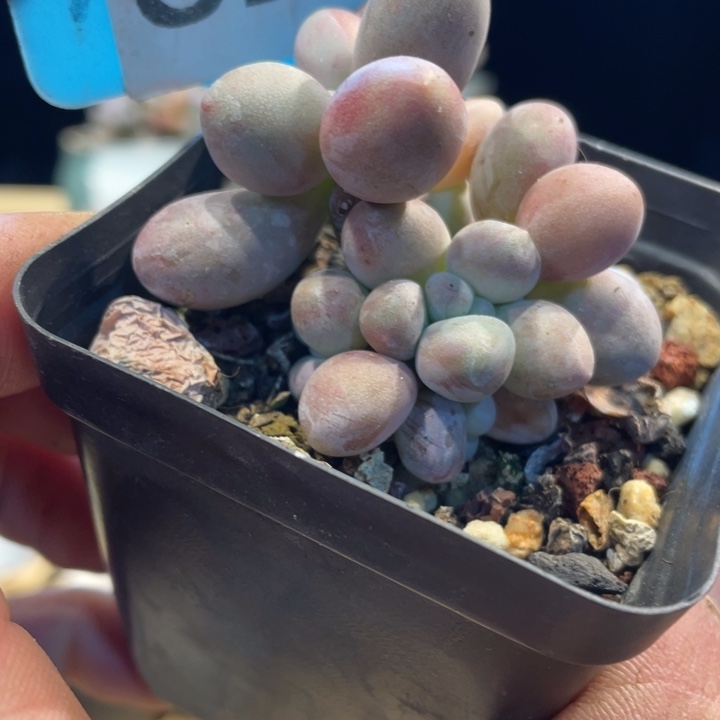 贵妃奶621号的多肉啊啊