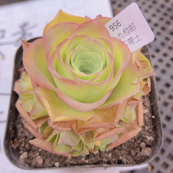 956 裸根不带土发货