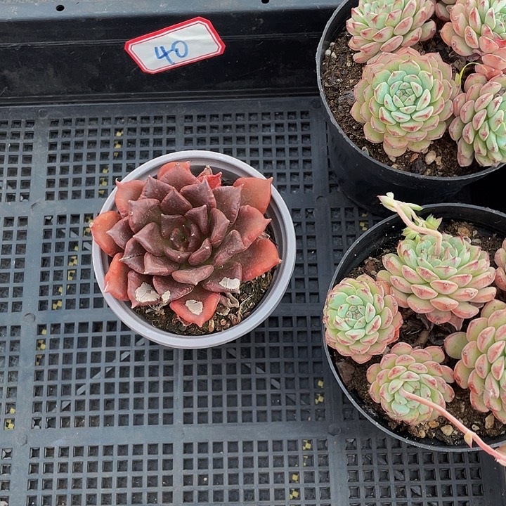 2**140号筐带盆土发货